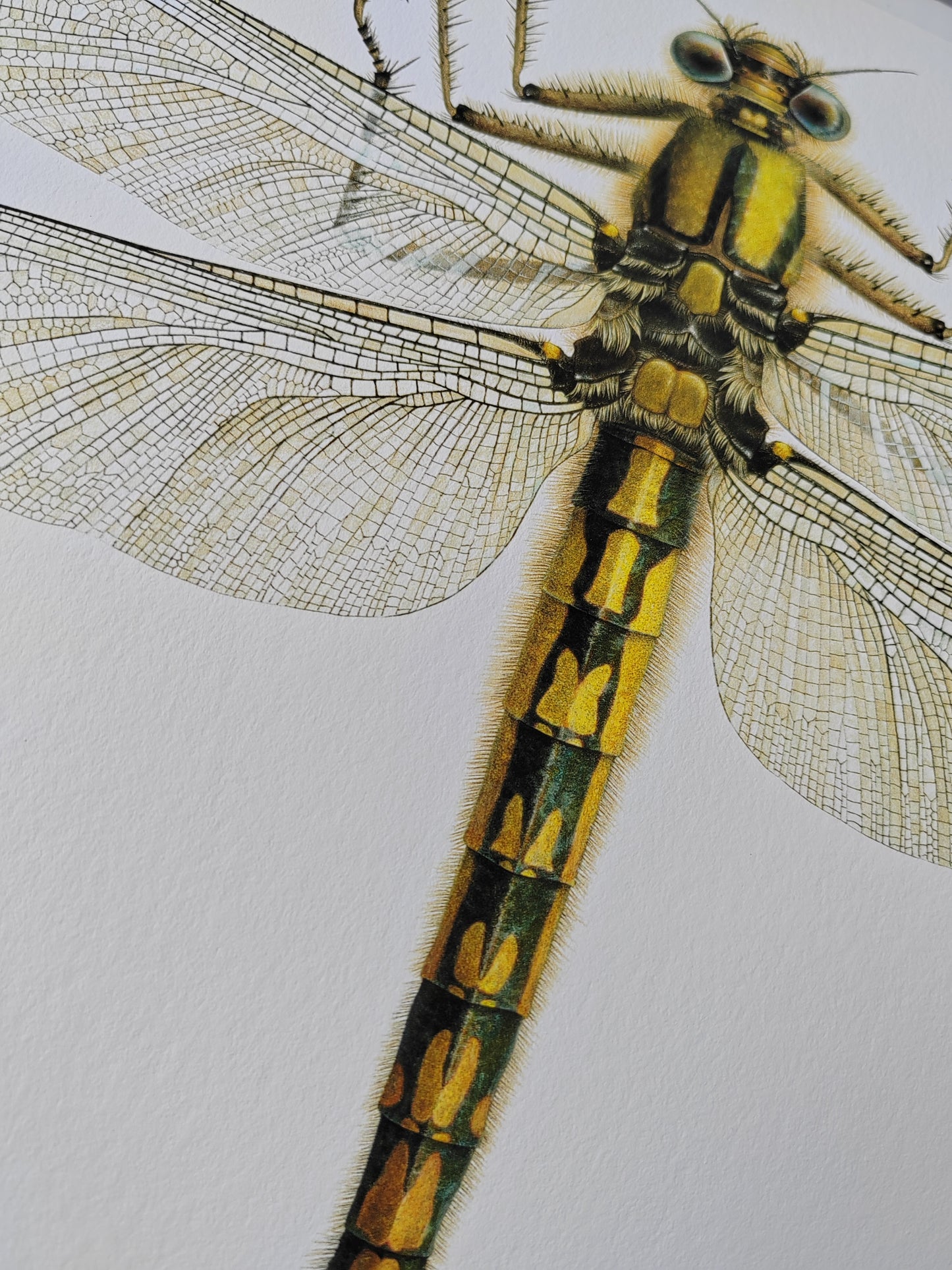 Meganeuropsis permiana A3 size limited edition art print