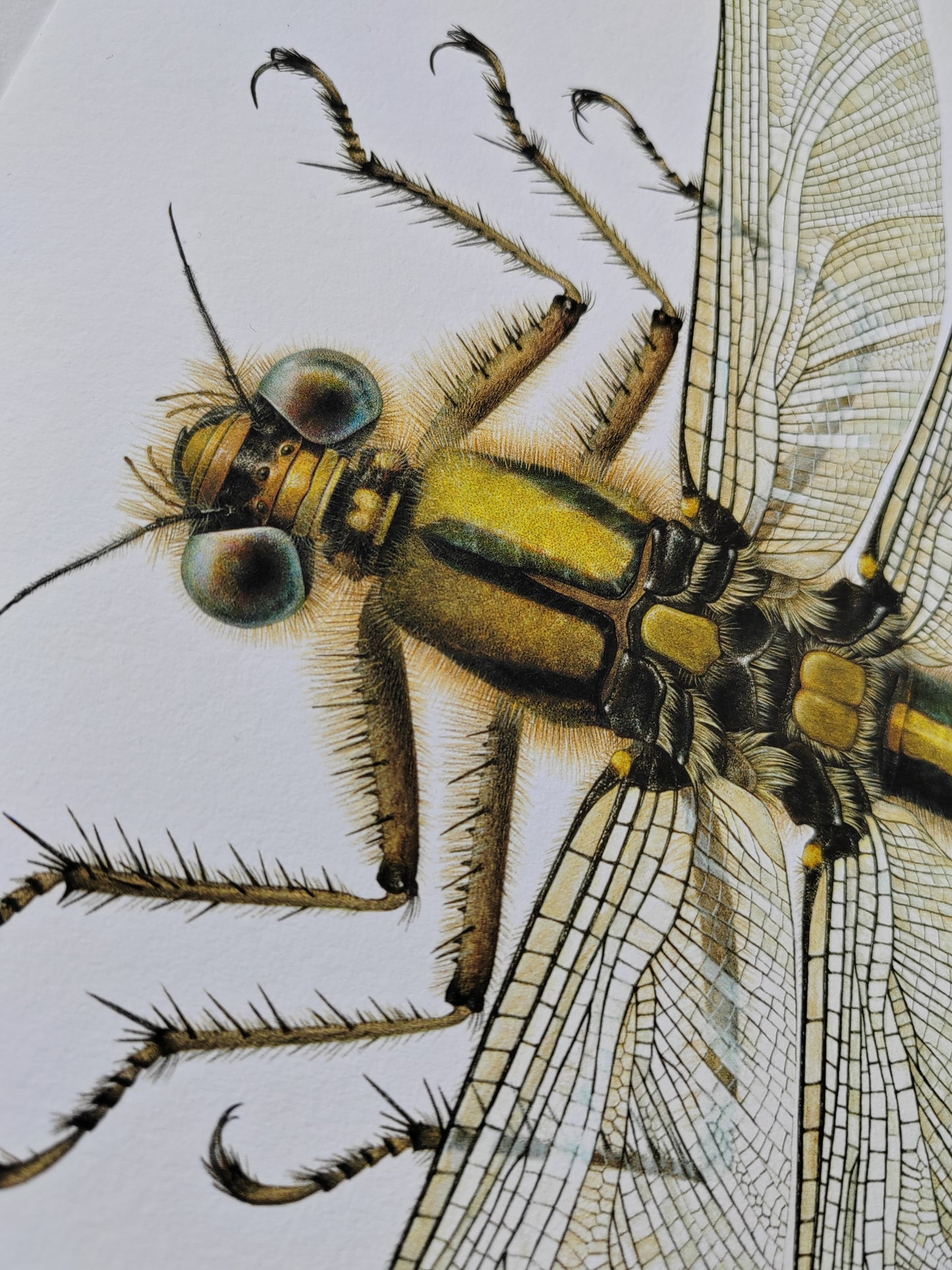 Meganeuropsis permiana A3 size limited edition art print