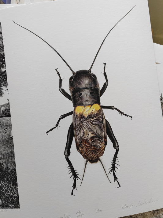 Field Cricket, Gryllus campestris A4 size limited edition art print