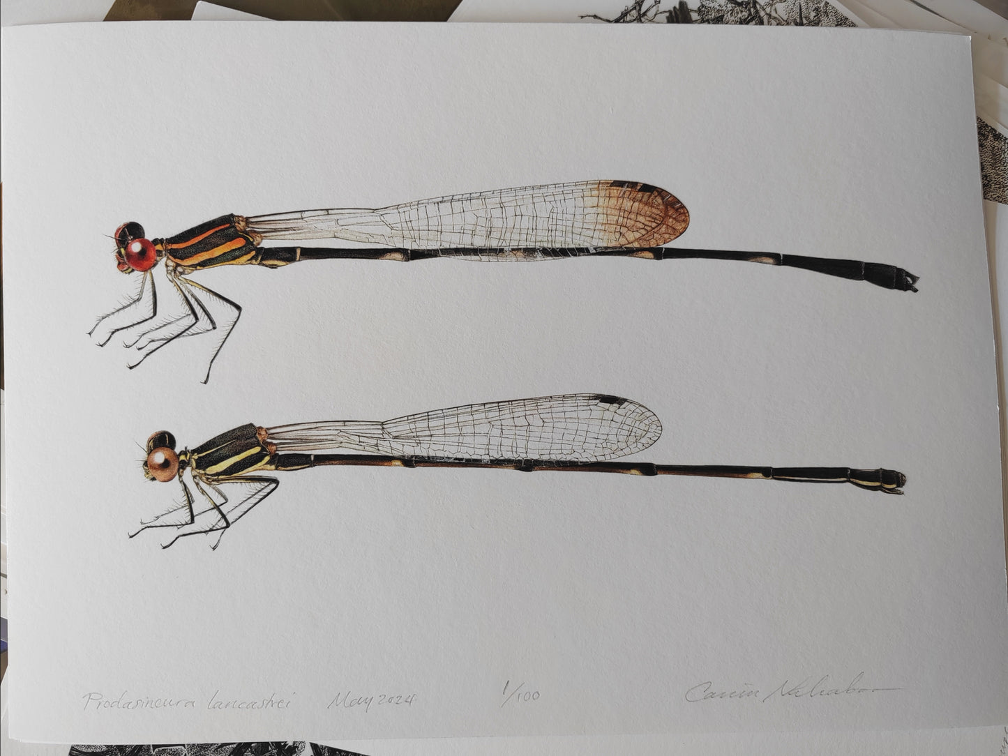 Prodasineura lancastrei A4 size limited edition art print. Damselfly male and female