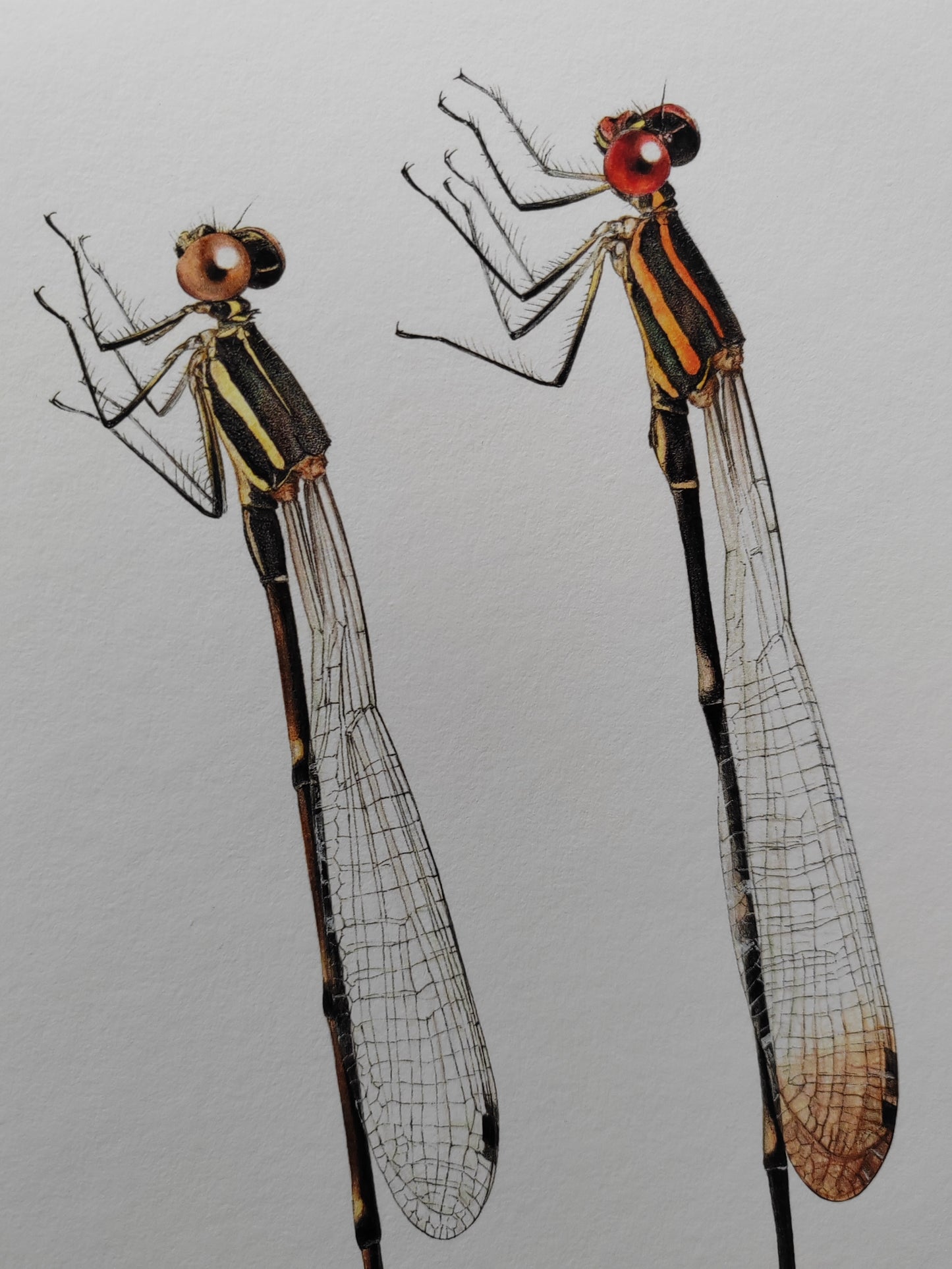 Prodasineura lancastrei A4 size limited edition art print. Damselfly male and female