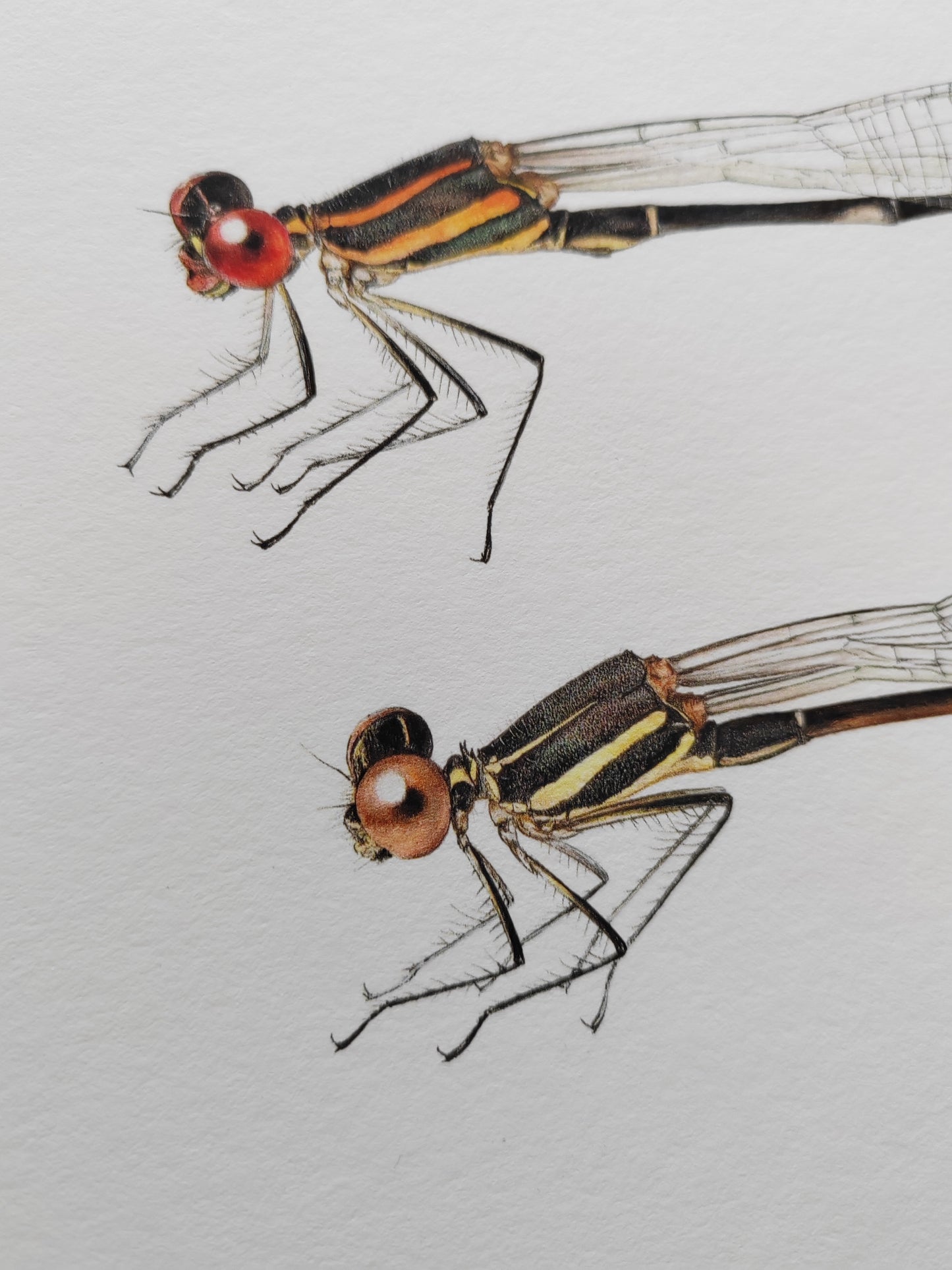 Prodasineura lancastrei A4 size limited edition art print. Damselfly male and female