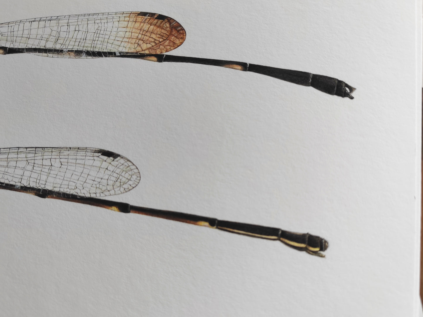 Prodasineura lancastrei A4 size limited edition art print. Damselfly male and female