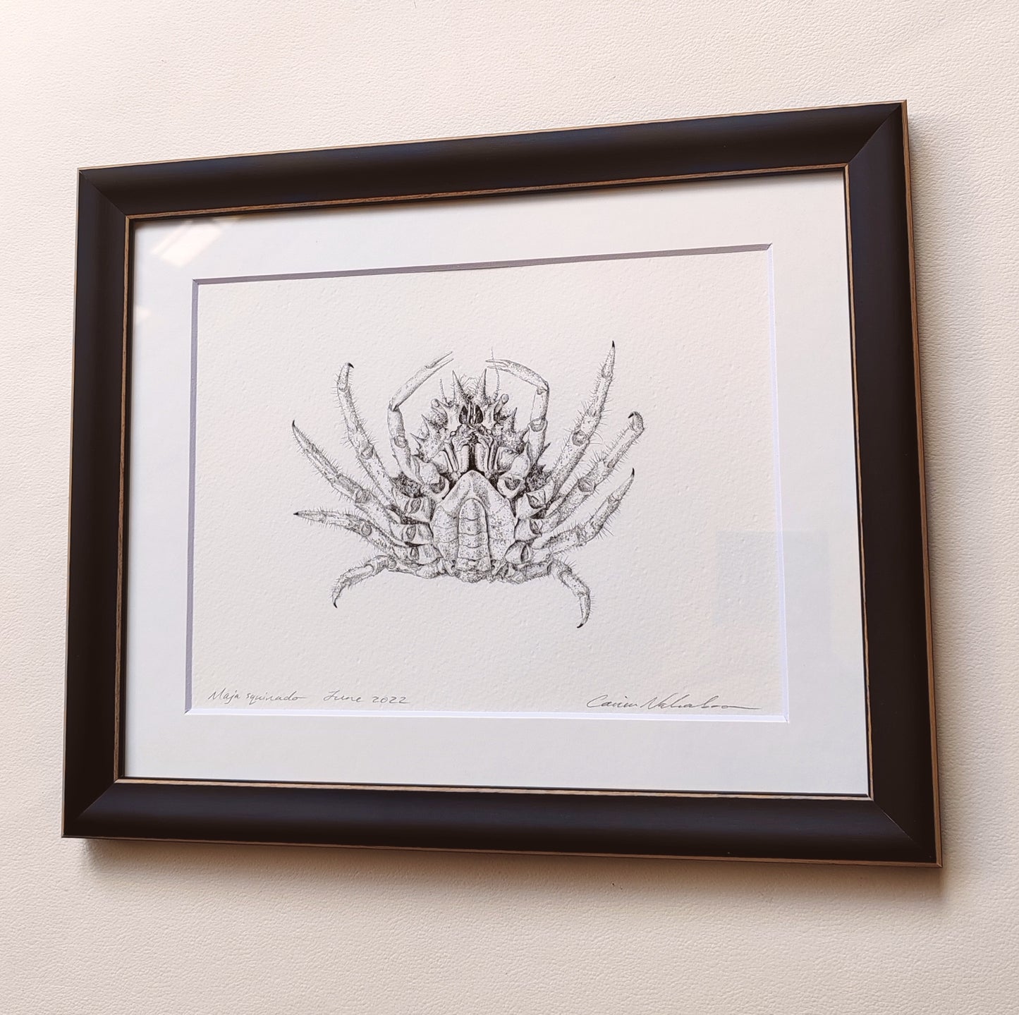 Framed Original Artwork - Maja squinado Spider Crab drawing