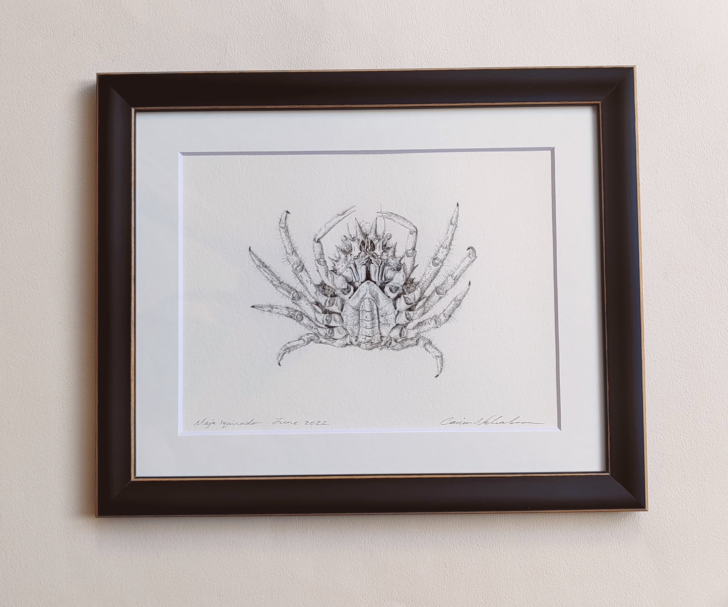 Framed Original Artwork - Maja squinado Spider Crab drawing