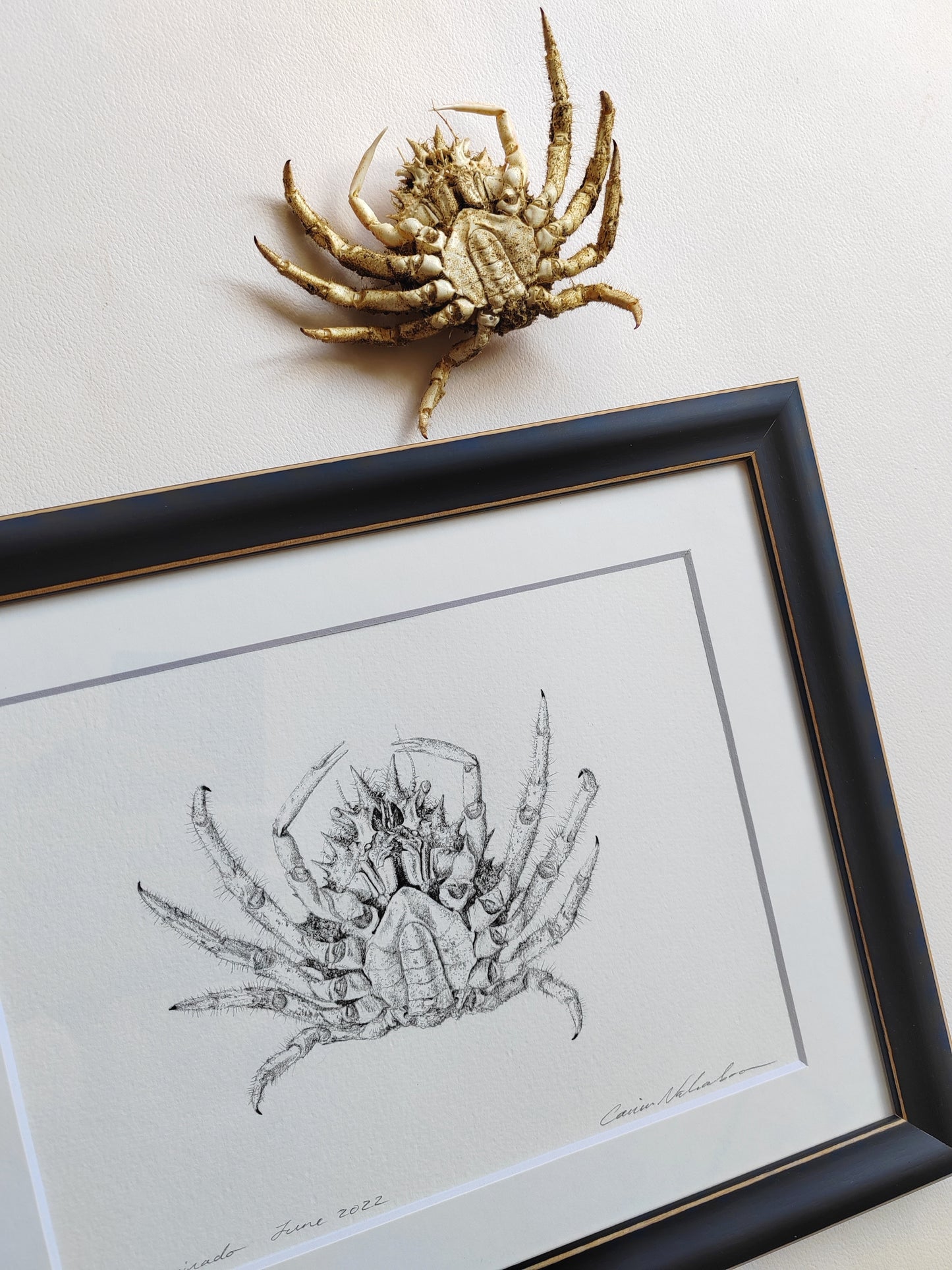 Framed Original Artwork - Maja squinado Spider Crab drawing