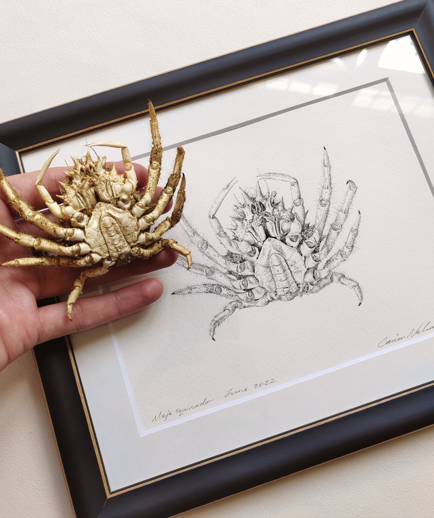 Framed Original Artwork - Maja squinado Spider Crab drawing