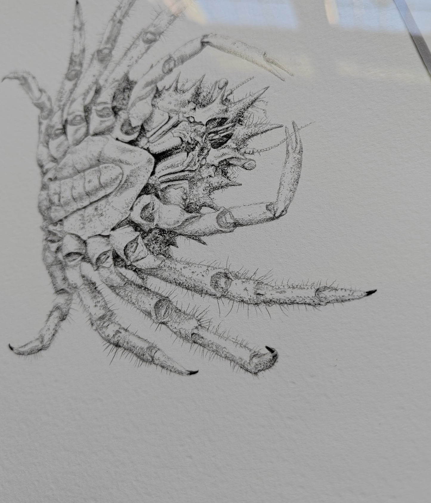 Framed Original Artwork - Maja squinado Spider Crab drawing