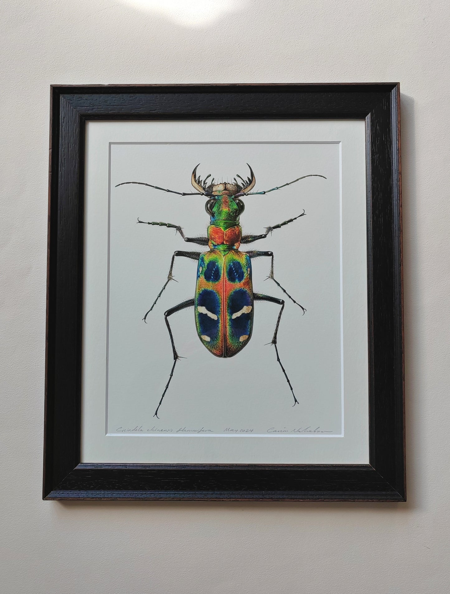 Cicindela chinensis flammifera Framed Original Artwork