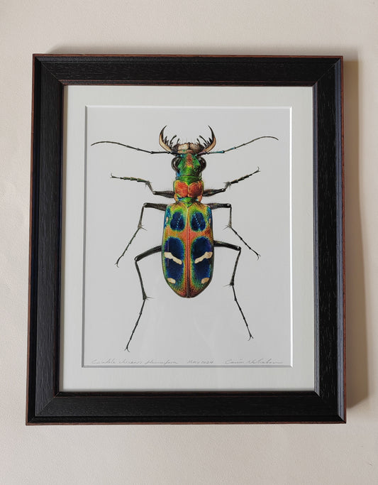 Cicindela chinensis flammifera Framed Original Artwork