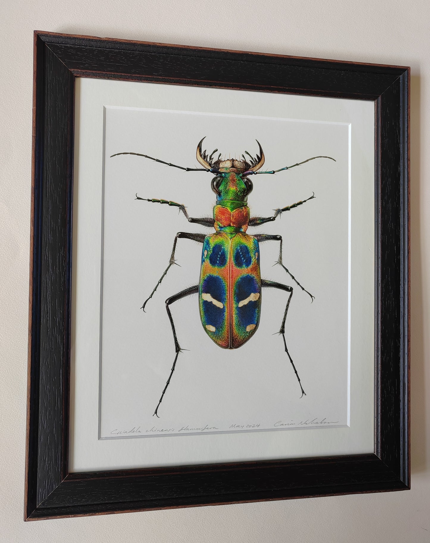 Cicindela chinensis flammifera Framed Original Artwork