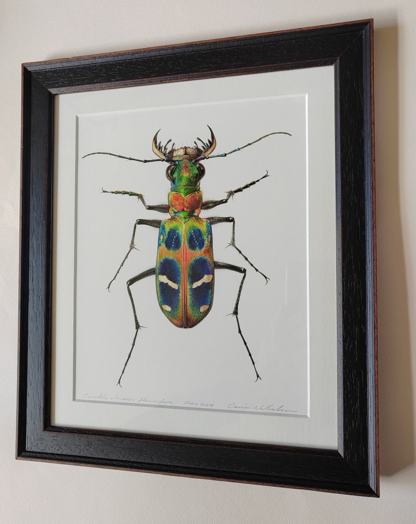 Cicindela chinensis flammifera Framed Original Artwork