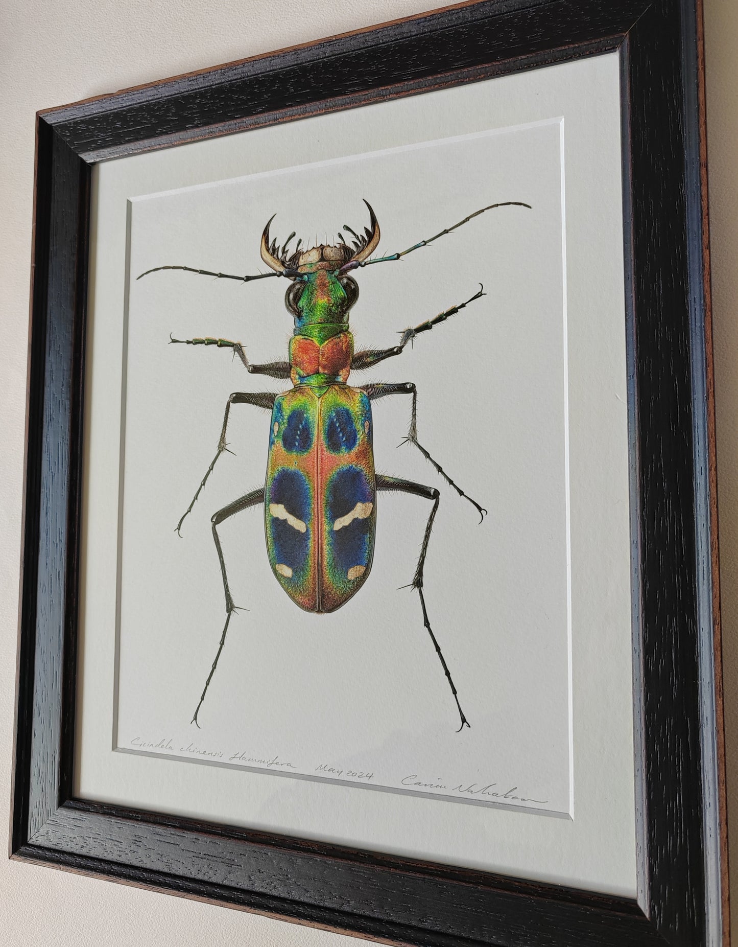 Cicindela chinensis flammifera Framed Original Artwork