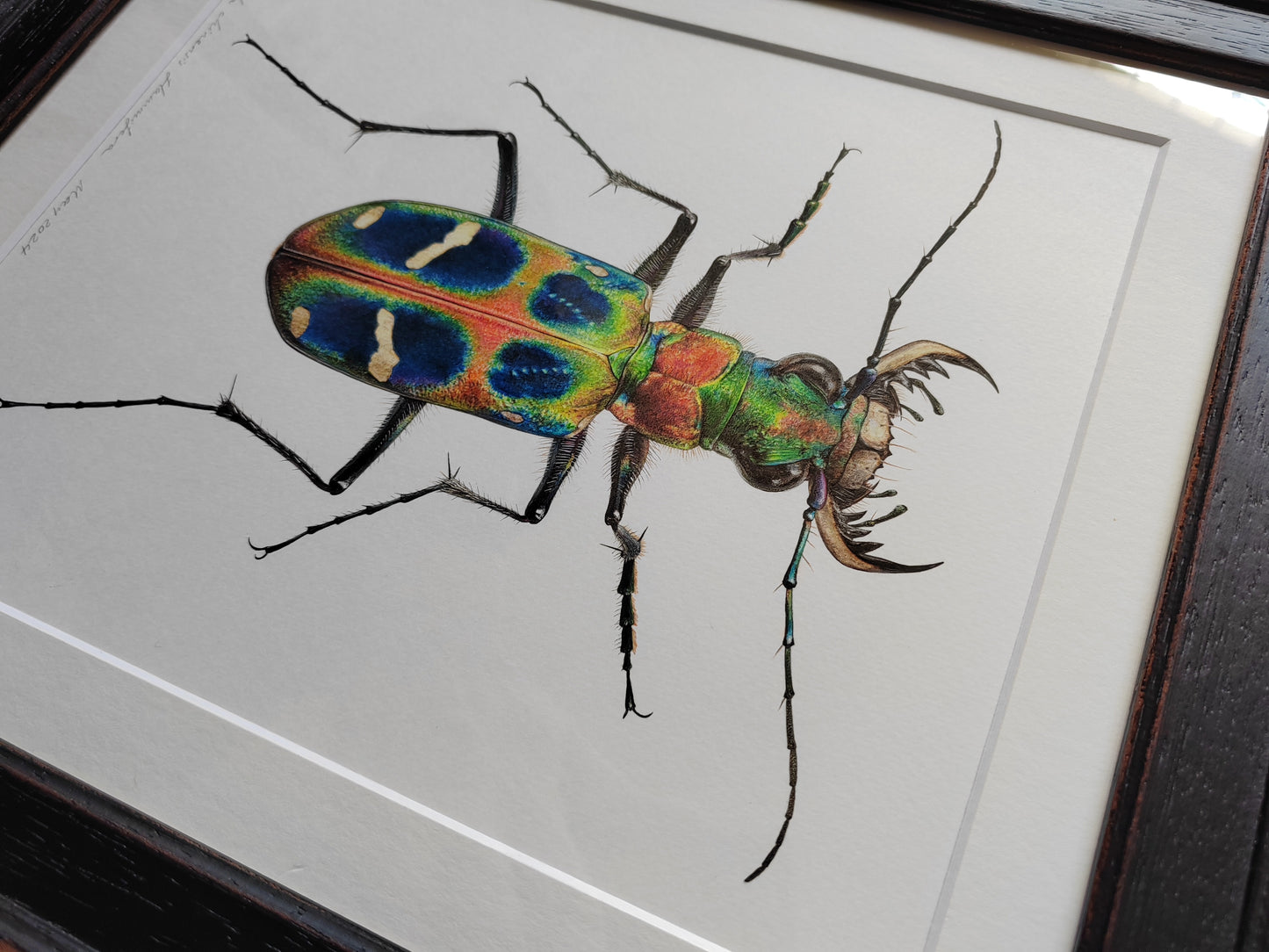 Cicindela chinensis flammifera Framed Original Artwork