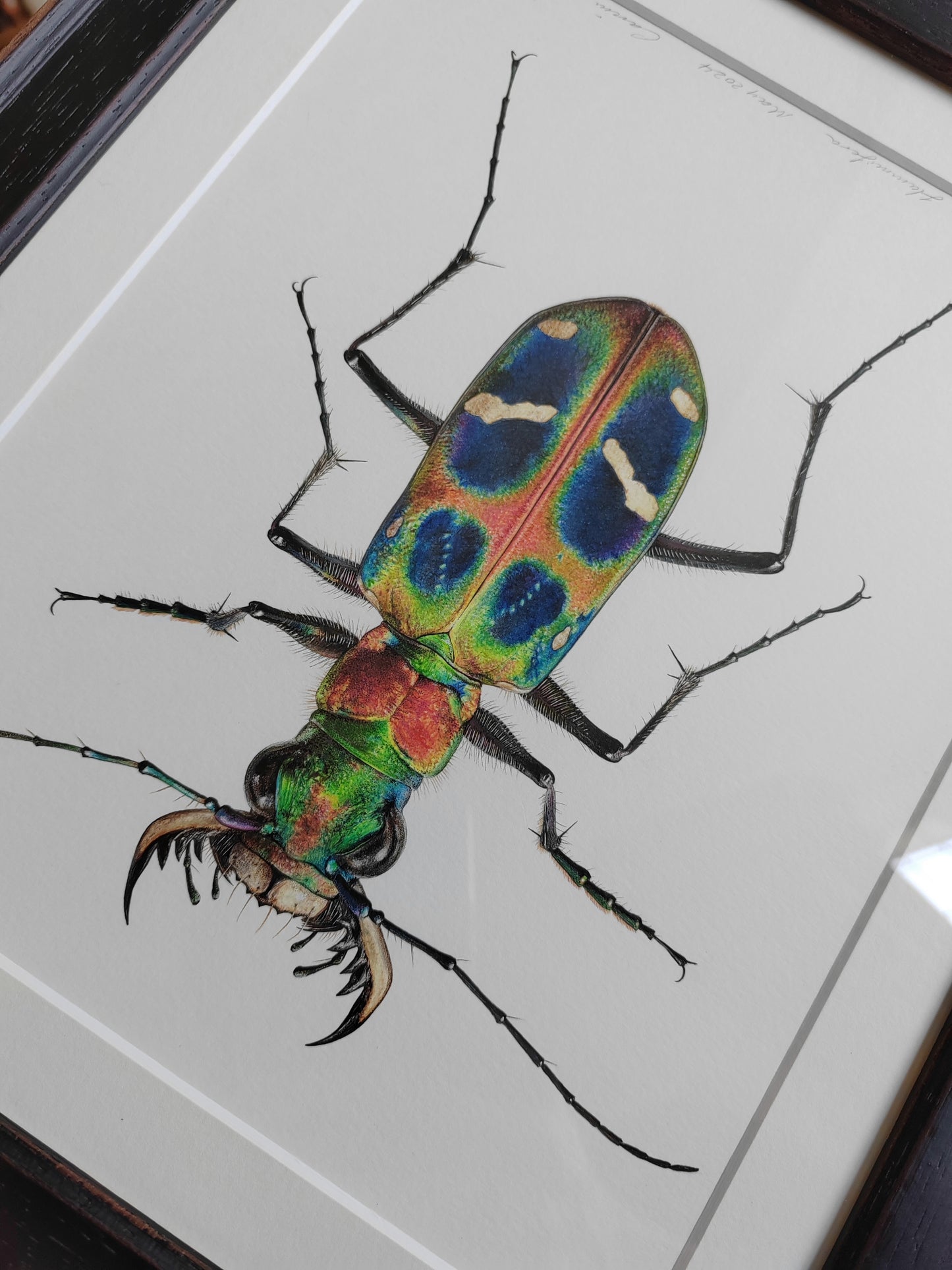 Cicindela chinensis flammifera Framed Original Artwork