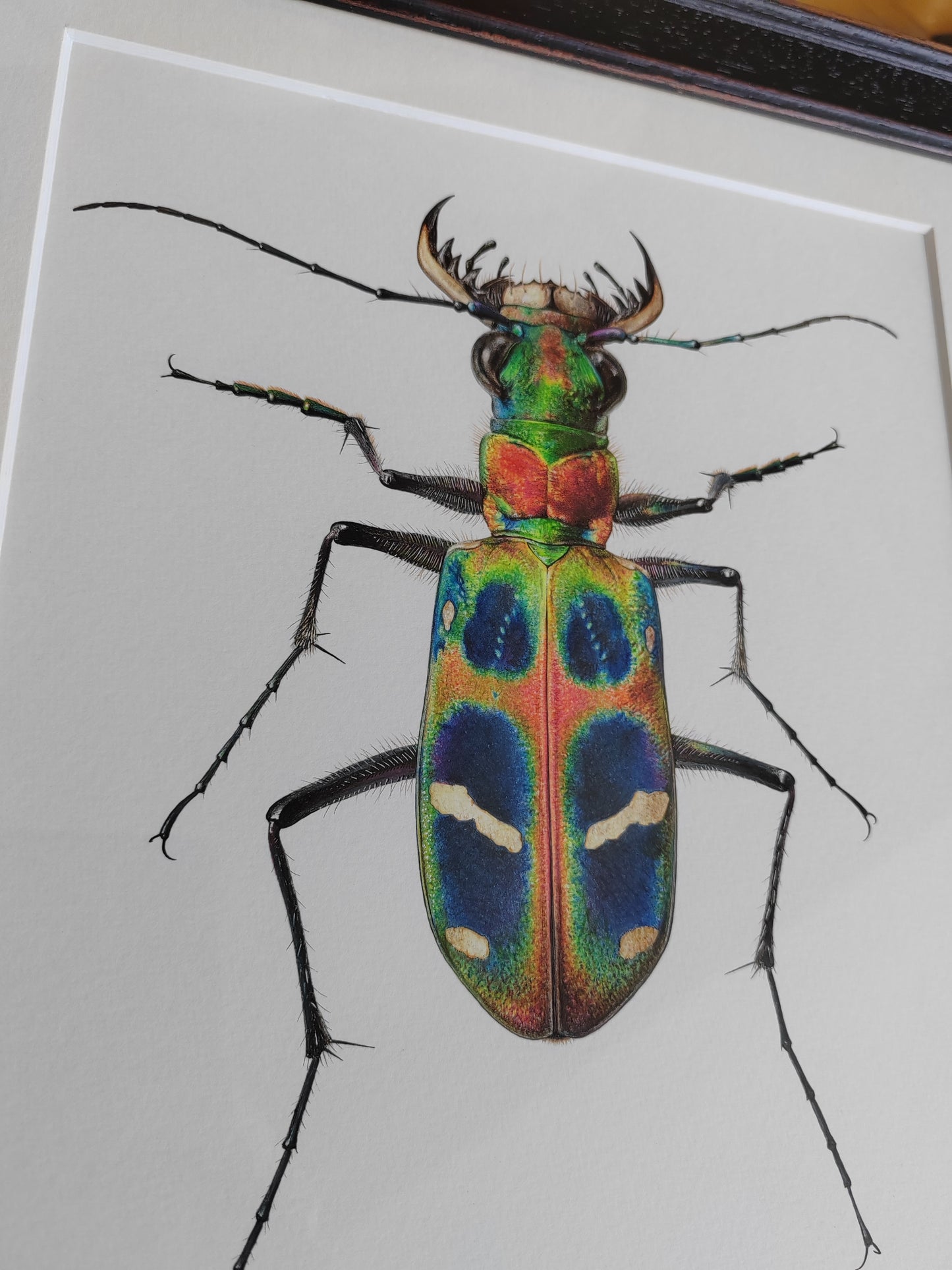 Cicindela chinensis flammifera Framed Original Artwork