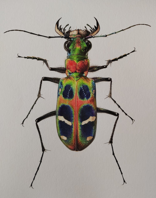 Cicindela chinensis flammifera A4 size limited edition art print