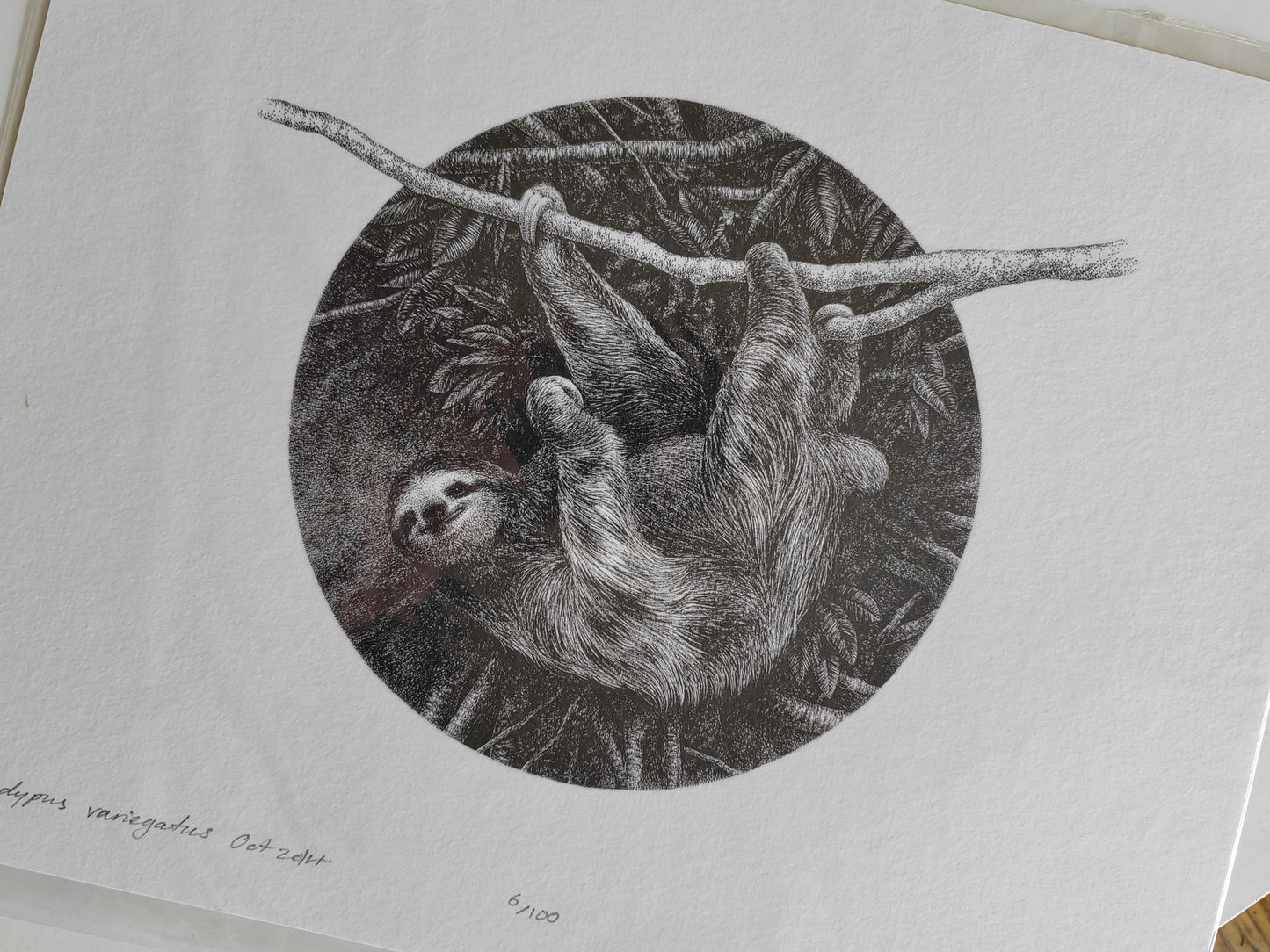 Bradypus variegatus, Sloth illustration limited edition art print A4 size