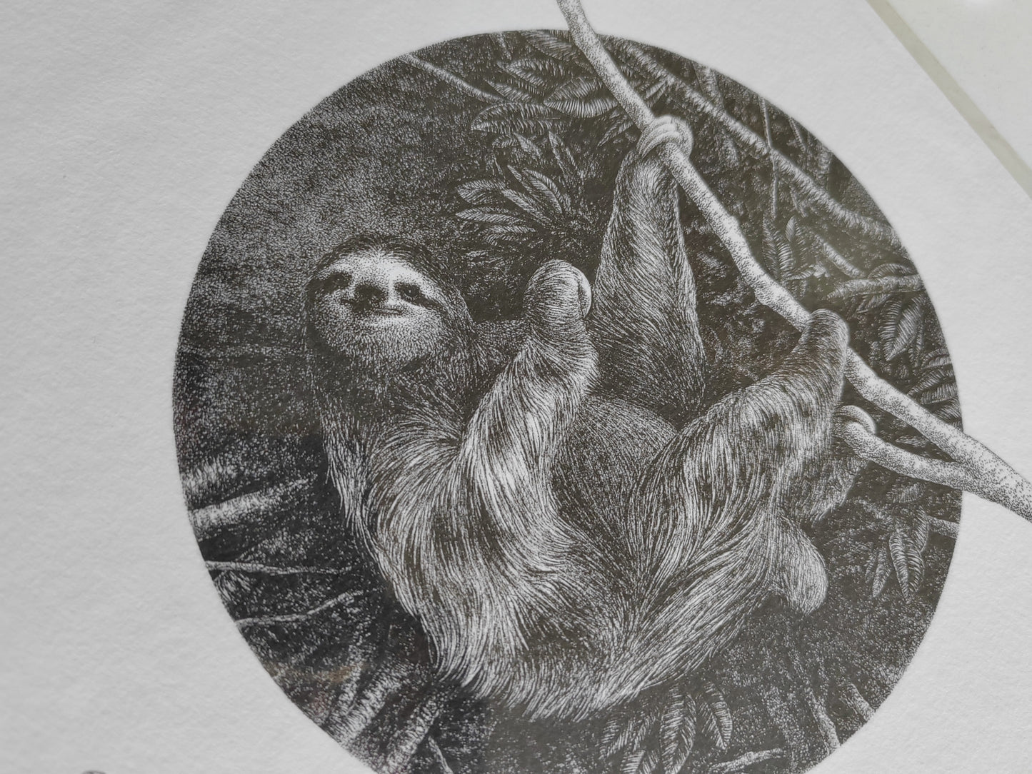 Bradypus variegatus, Sloth illustration limited edition art print A4 size