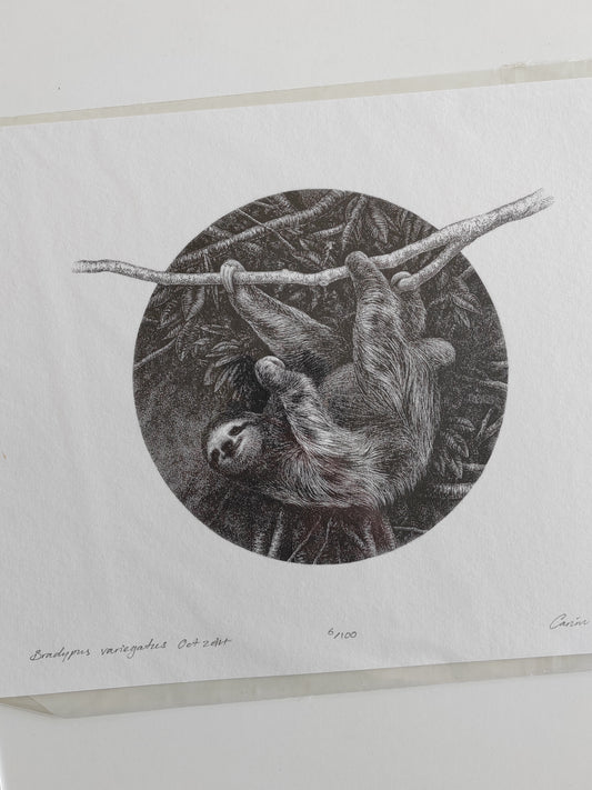 Bradypus variegatus, Sloth illustration limited edition art print A4 size