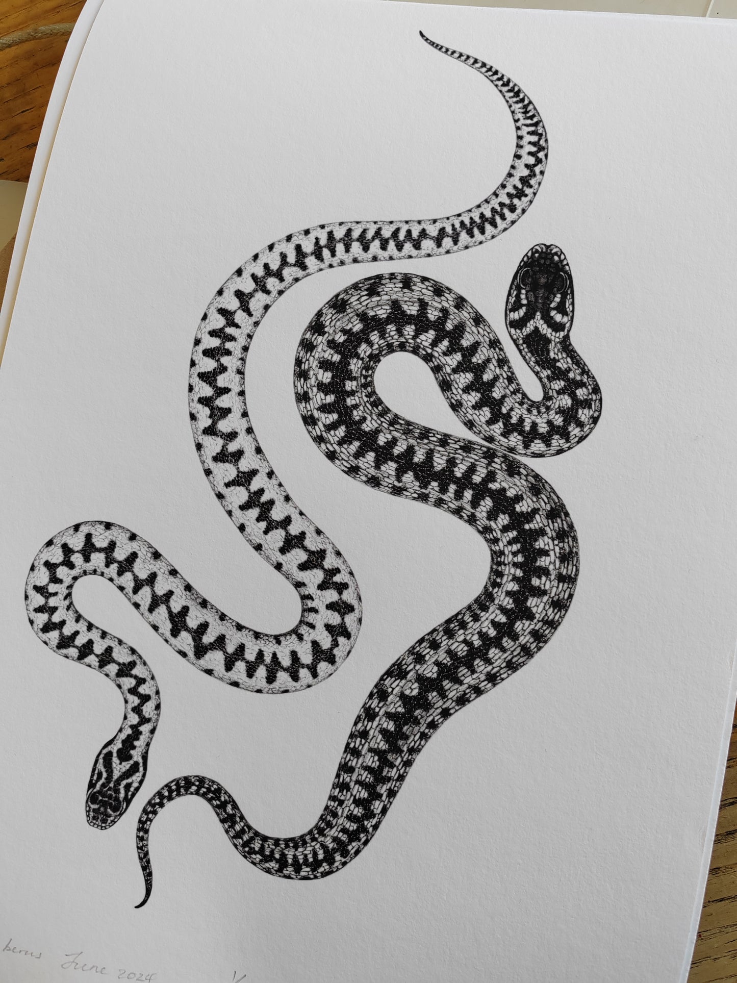 Vipera berus, Adder, Male & Female limited edition art print A4 size