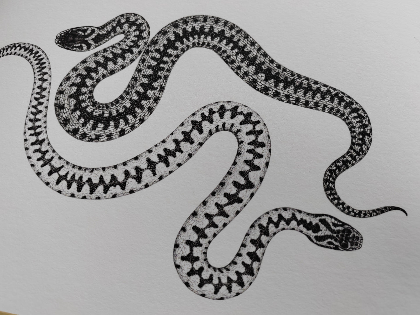 Vipera berus, Adder, Male & Female limited edition art print A4 size