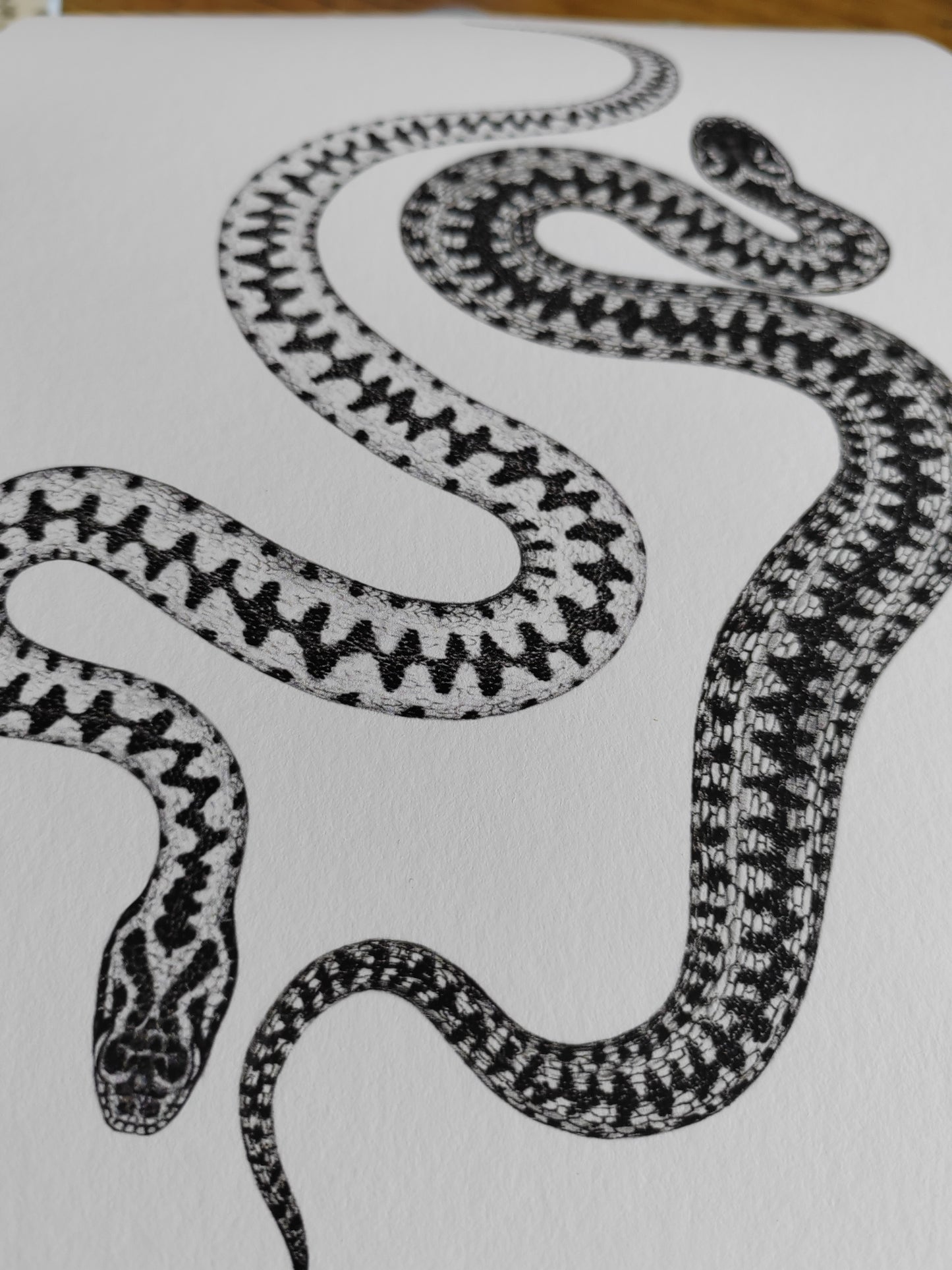 Vipera berus, Adder, Male & Female limited edition art print A4 size