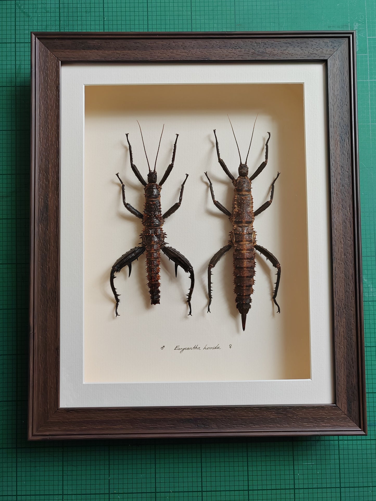 Framed Eurycantha horrida male & female XL real specimens