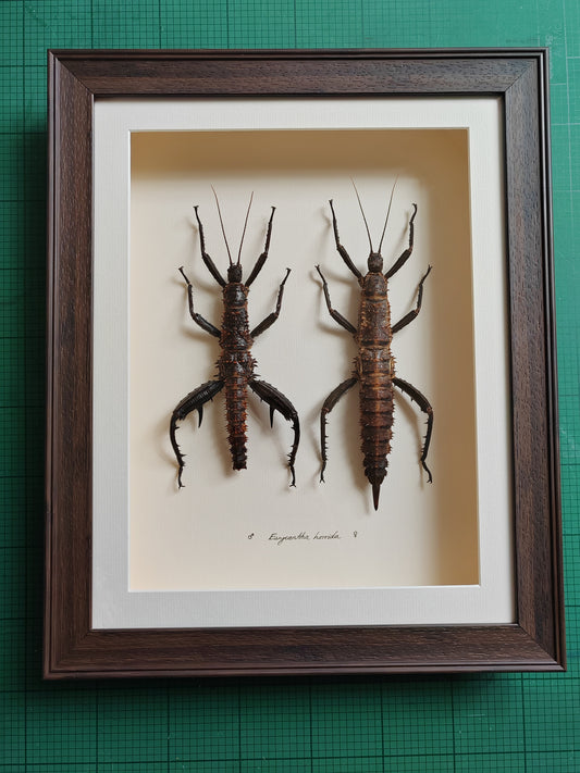 Framed Eurycantha horrida male & female XL real specimens