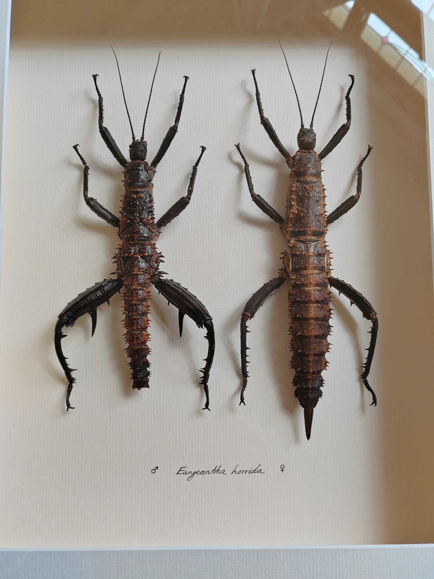 Framed Eurycantha horrida male & female XL real specimens