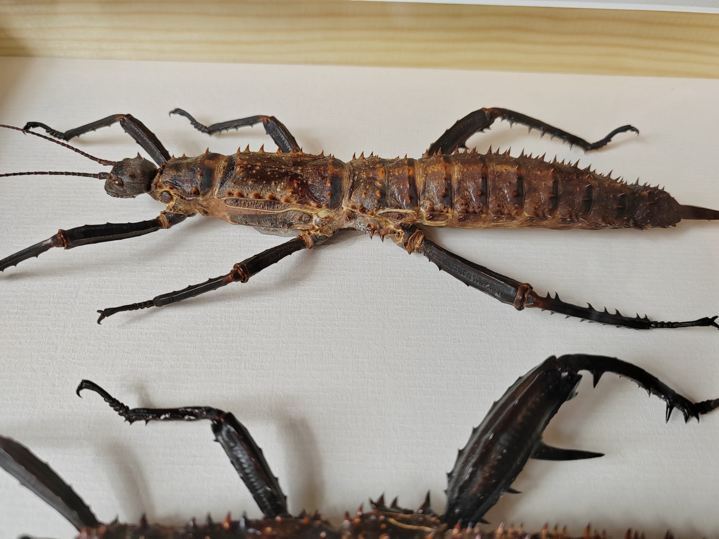 Framed Eurycantha horrida male & female XL real specimens