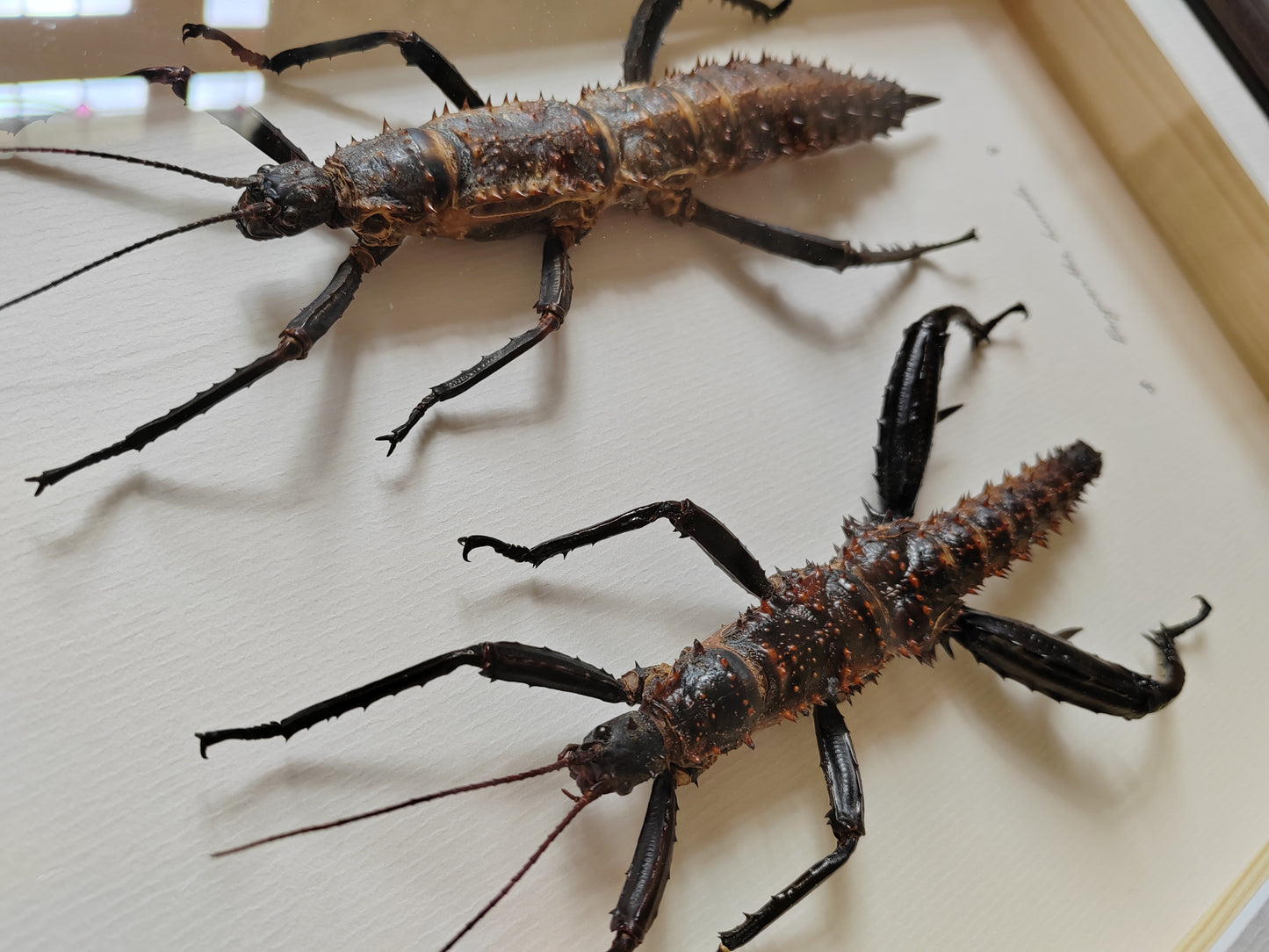 Framed Eurycantha horrida male & female XL real specimens