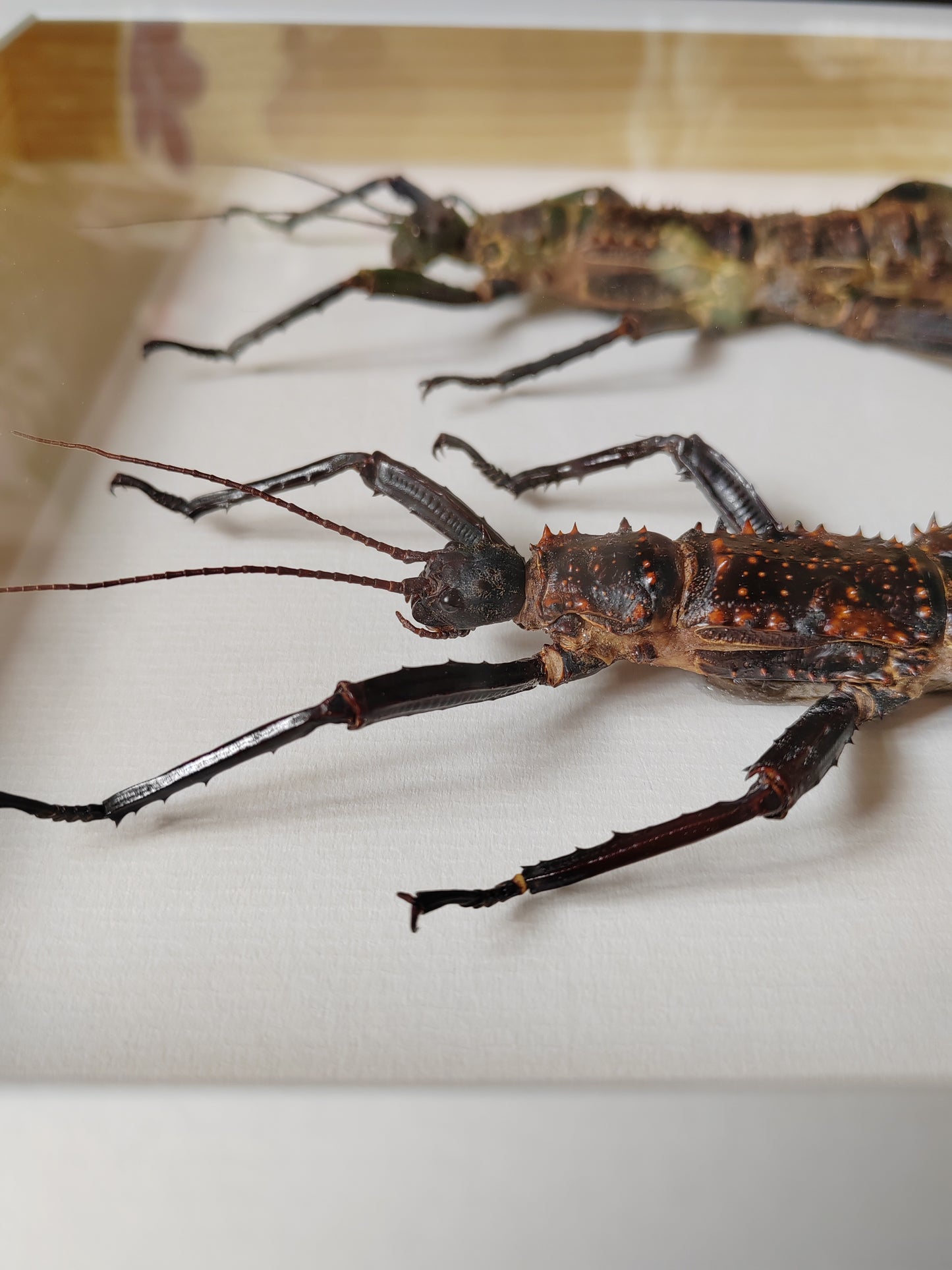 Framed Eurycantha horrida male & female XL real specimens