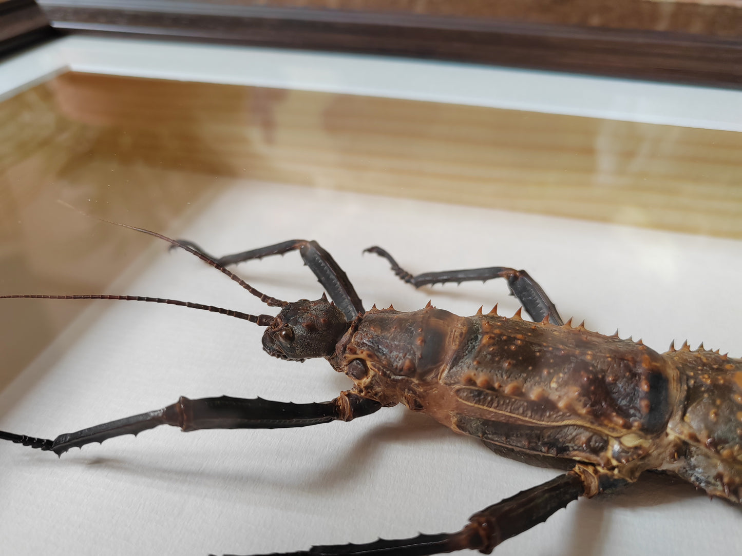 Framed Eurycantha horrida male & female XL real specimens