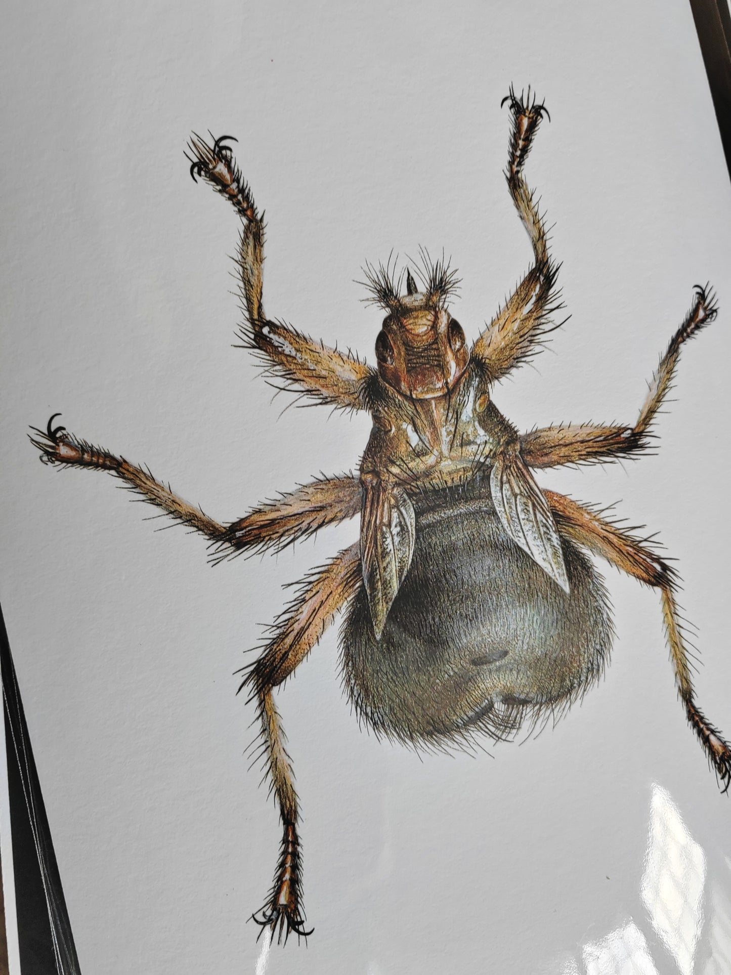 Crataerina pallida, Louse fly limited edition art print A4 size