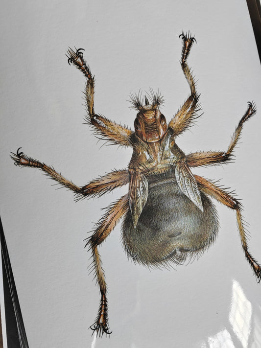 Crataerina pallida, Louse fly limited edition art print A4 size