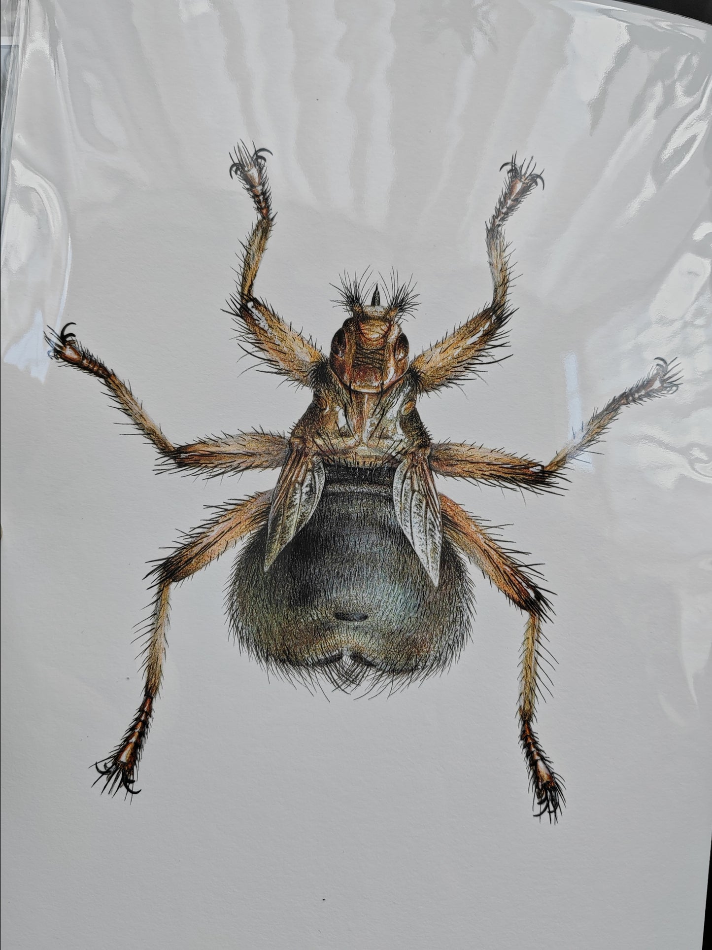 Crataerina pallida, Louse fly limited edition art print A4 size