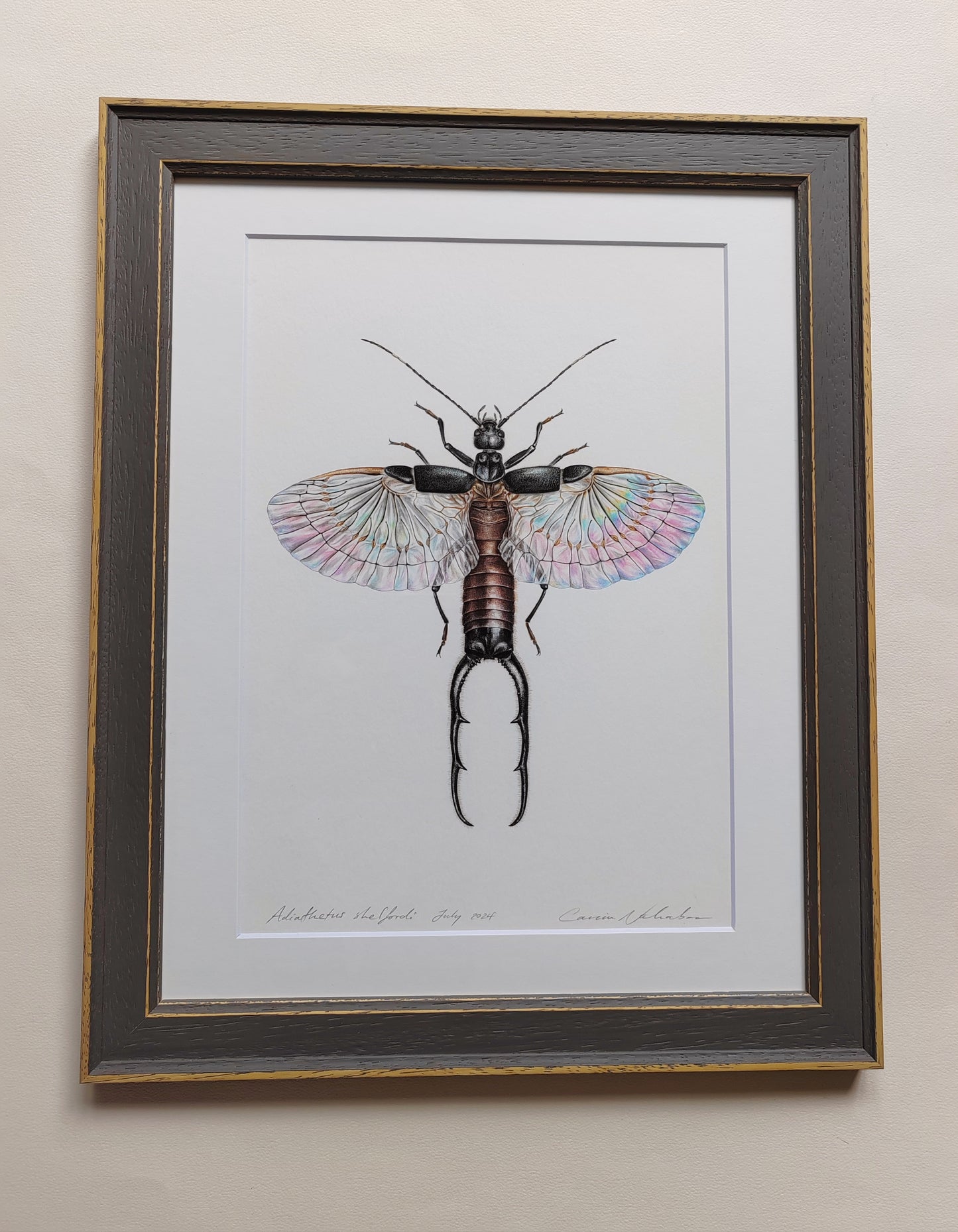 Adiathetus shelfordi - Earwig framed Original artwork