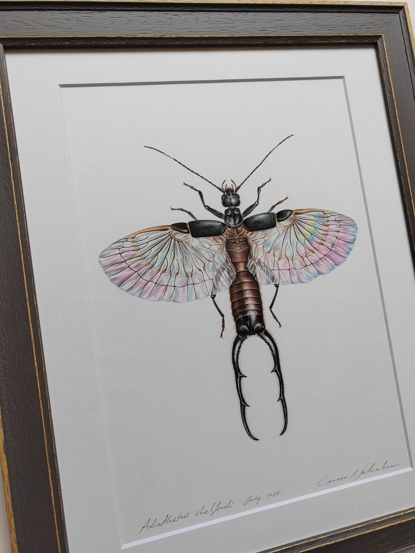 Adiathetus shelfordi - Earwig framed Original artwork