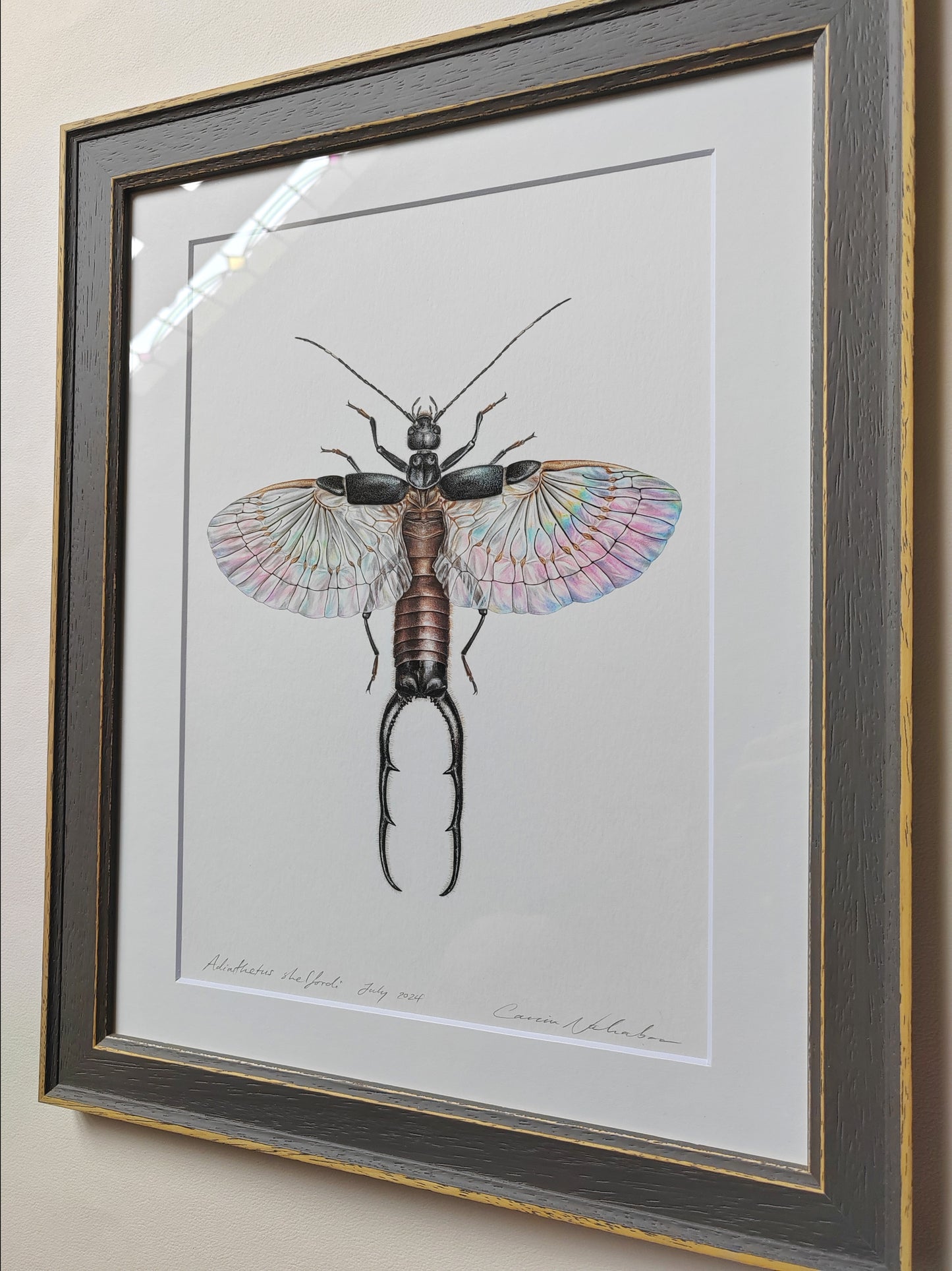 Adiathetus shelfordi - Earwig framed Original artwork