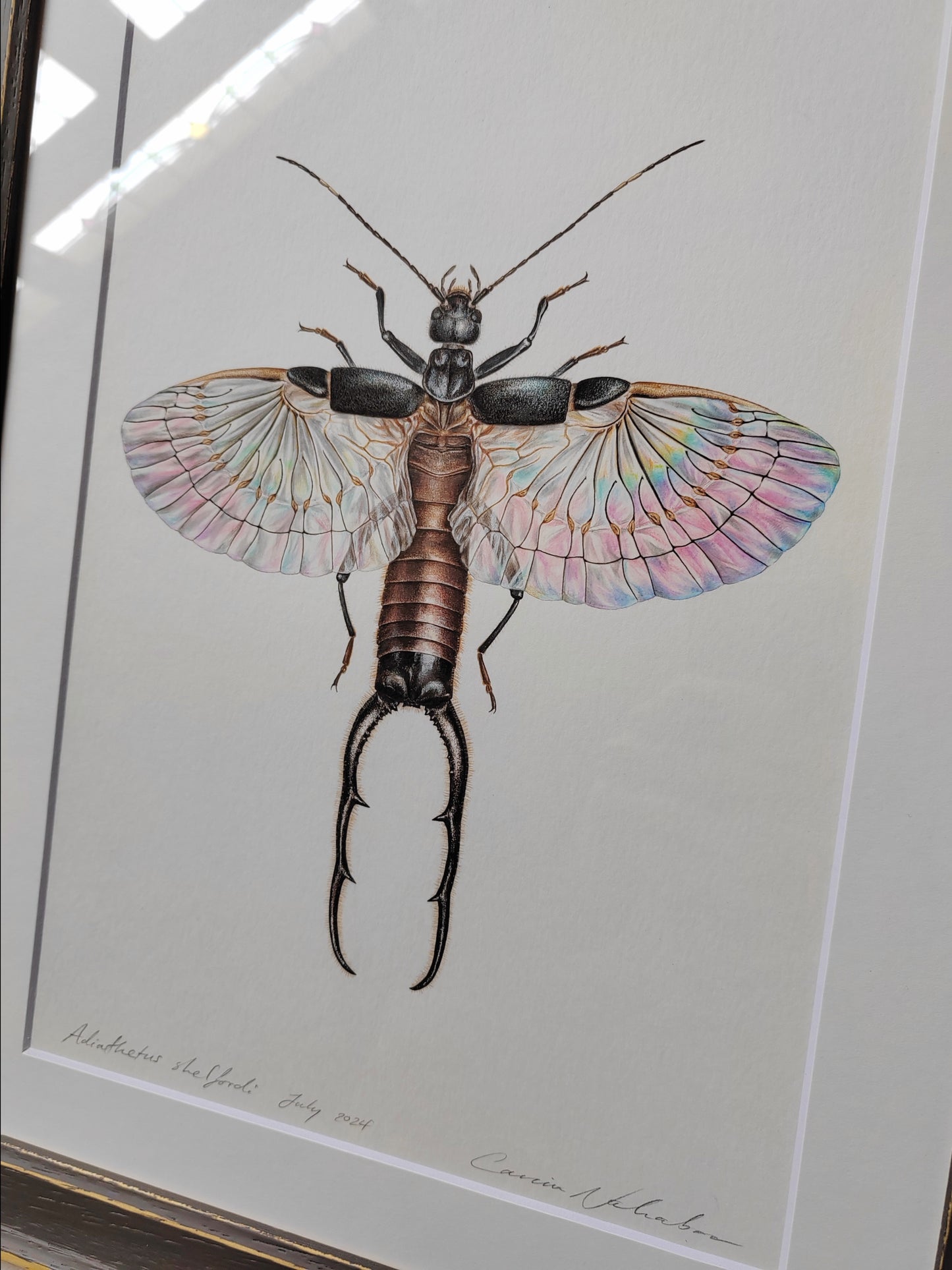 Adiathetus shelfordi - Earwig framed Original artwork