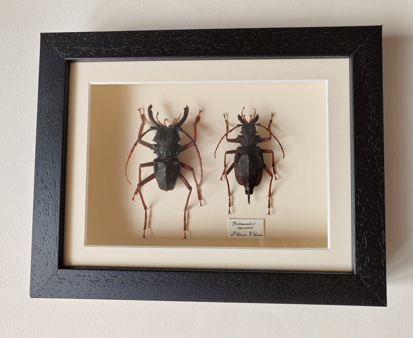 Framed specimens - Prionacalus cacicus male and female XL pair