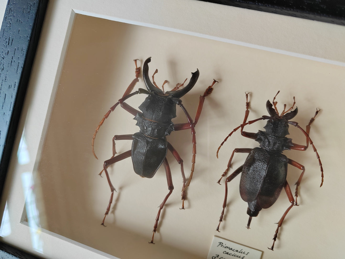 Framed specimens - Prionacalus cacicus male and female XL pair