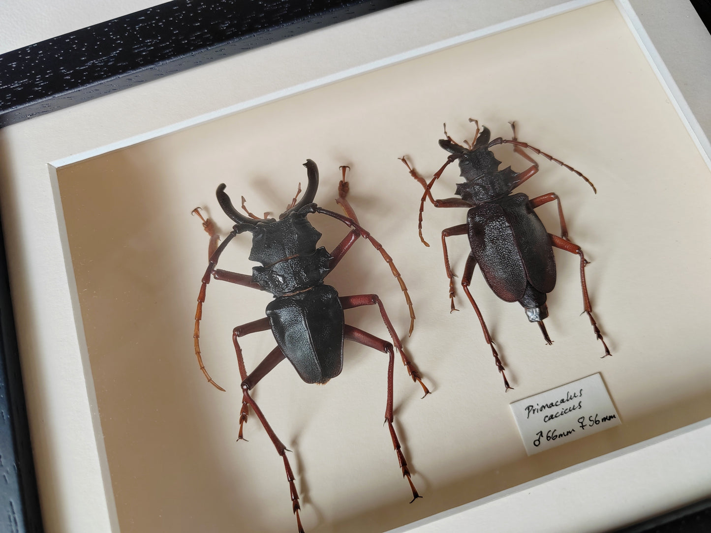 Framed specimens - Prionacalus cacicus male and female XL pair