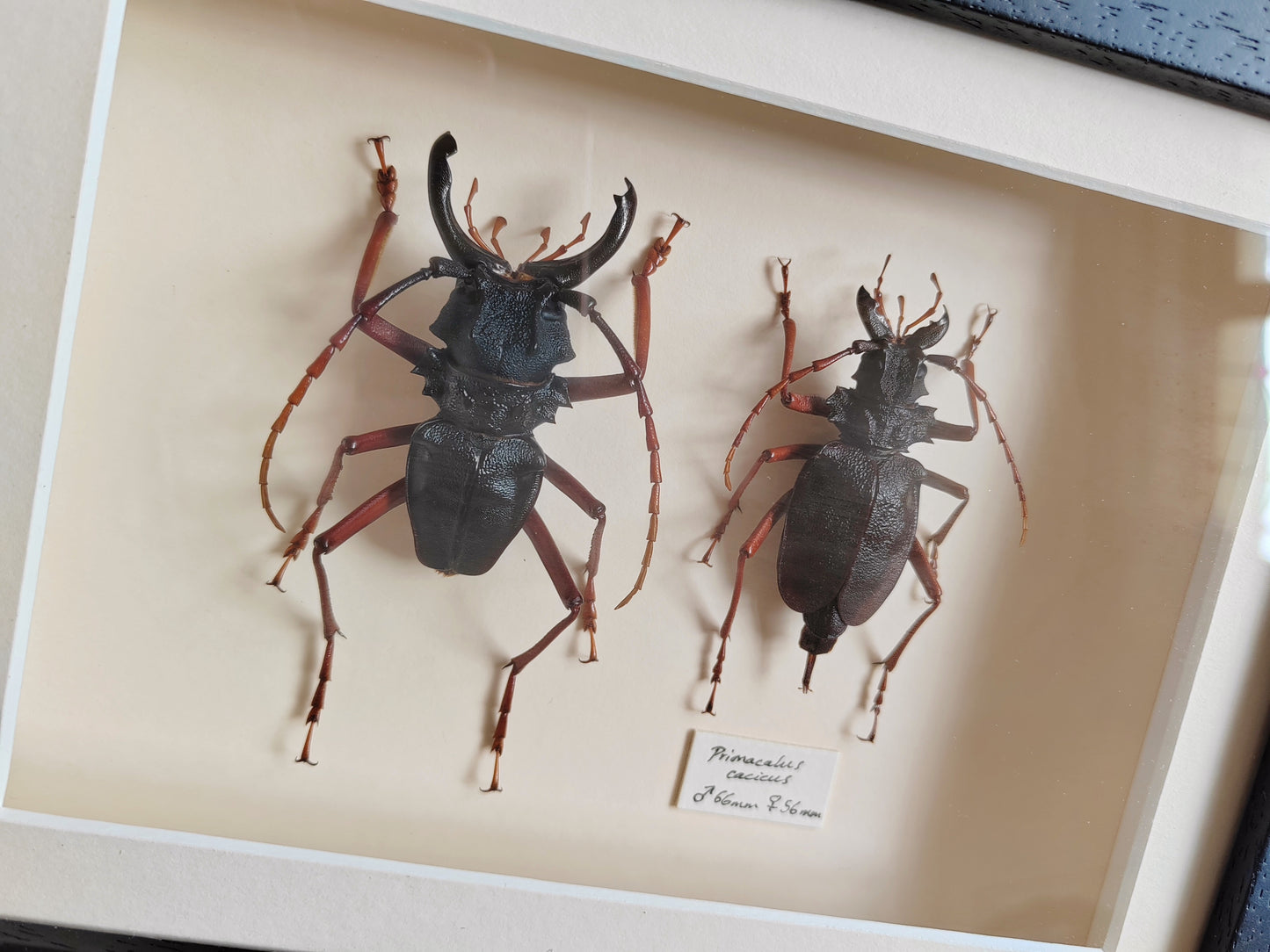 Framed specimens - Prionacalus cacicus male and female XL pair