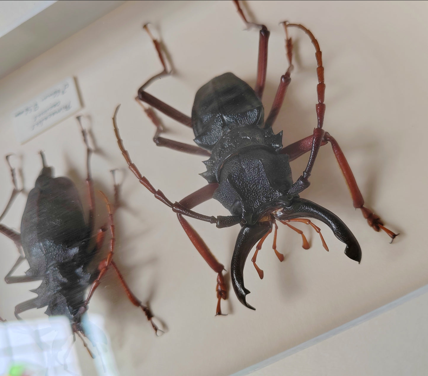 Framed specimens - Prionacalus cacicus male and female XL pair