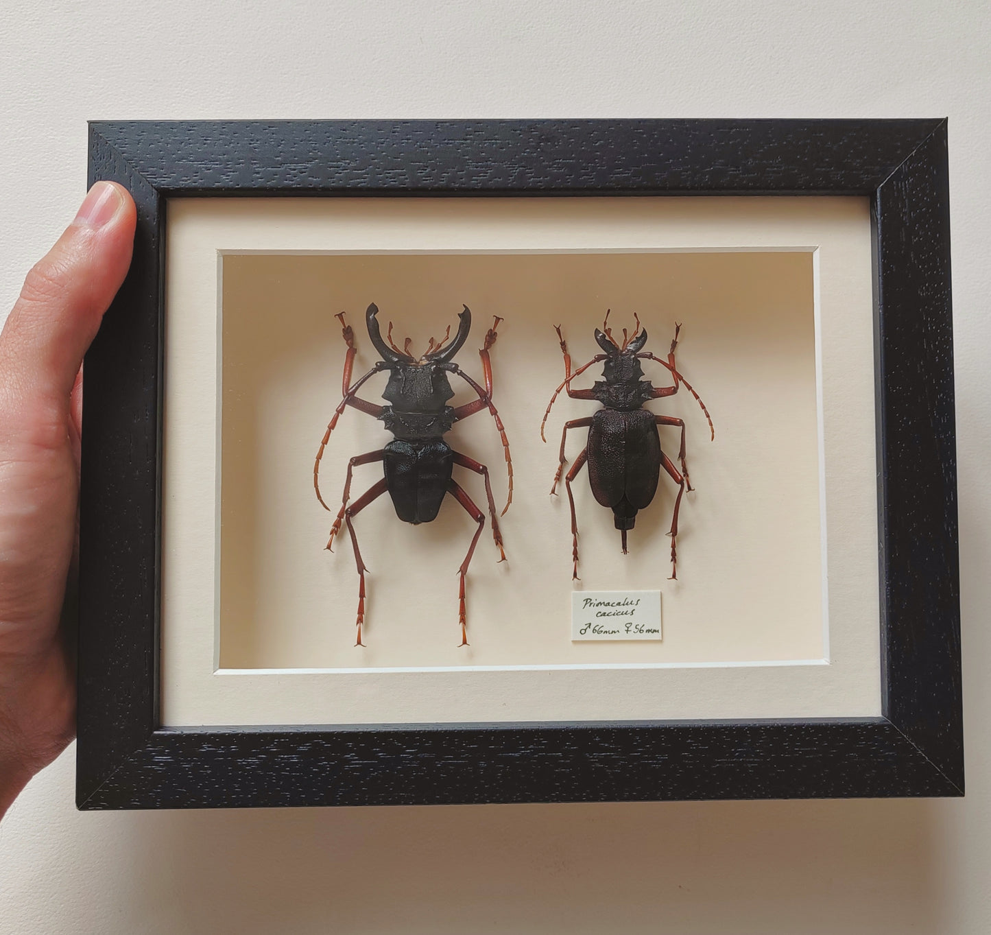 Framed specimens - Prionacalus cacicus male and female XL pair