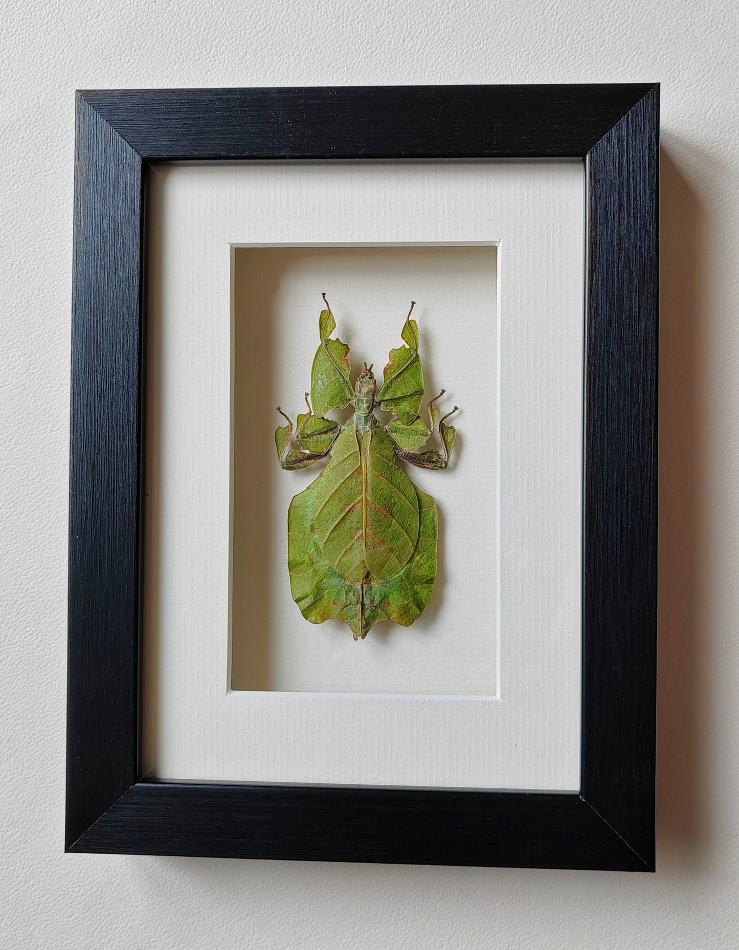 Framed Phyllium pulchrifolium specimen, Leaf Insect