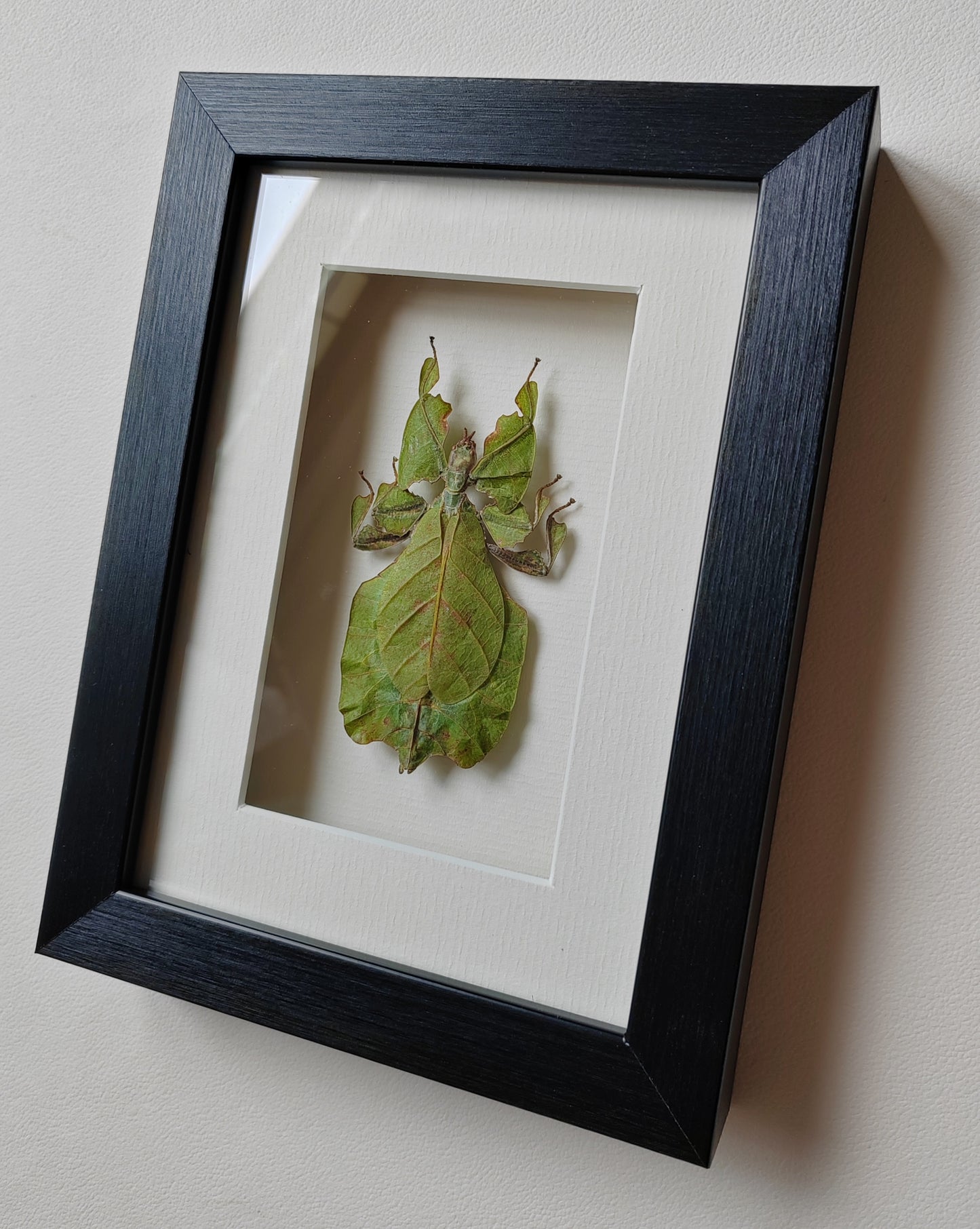 Framed Phyllium pulchrifolium specimen, Leaf Insect