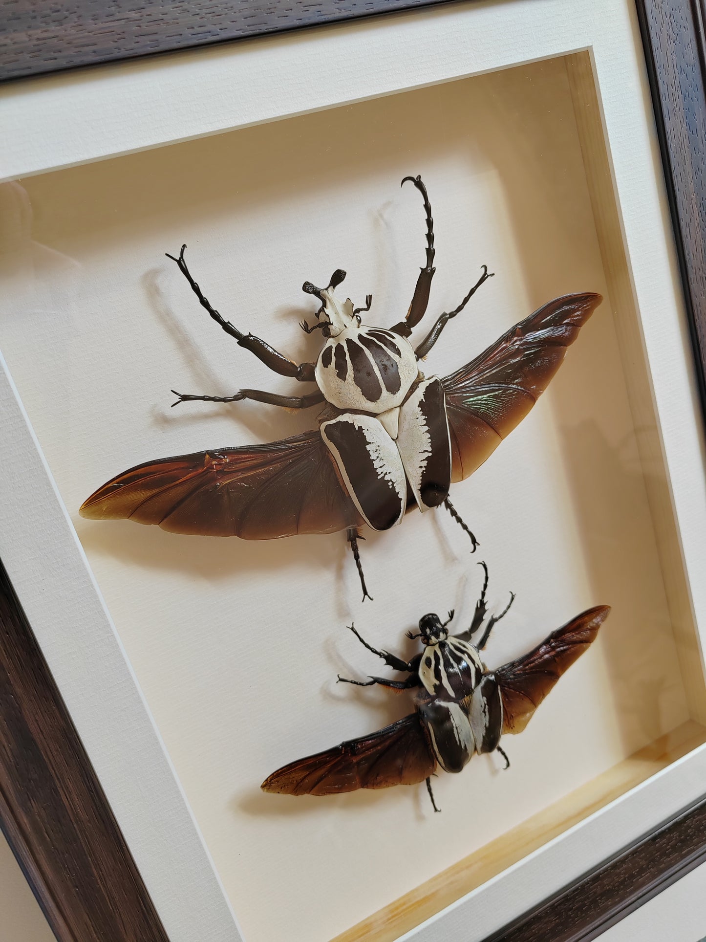 Framed Goliathus regius Pair XL beautiful specimens